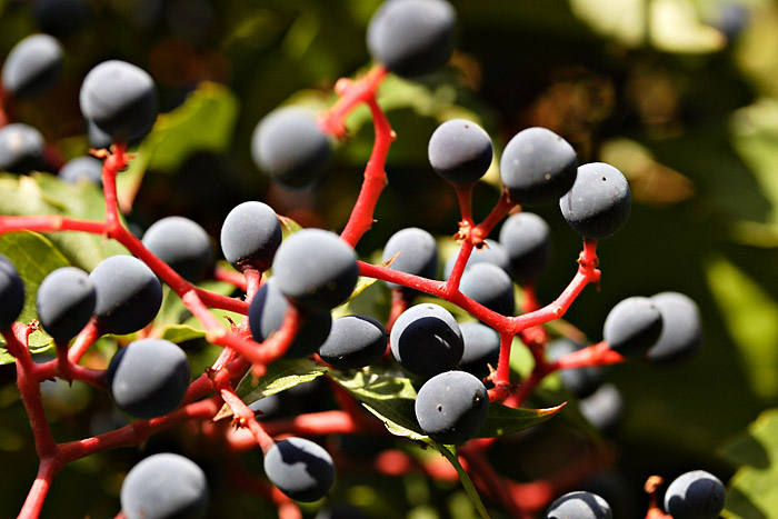 beeren_MG_3006 Kopie
